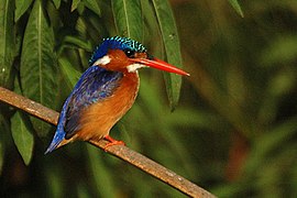 Volwassen, Lake Mburo, Oeganda