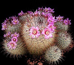 Mammillaria bombycina7 ies.jpg