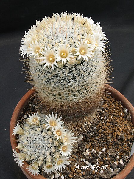 File:Mammillaria mercadensis.jpg