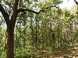 Sal forests in Dehradun, India