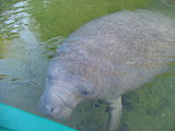 Manatee - Blue Spring State Park