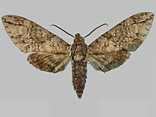 Manduca kuschei BMNHE273593 זכר up.jpg