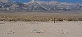 Manzanar graves