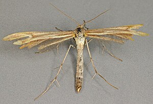 Marasmarcha lunaedactyla, Newborough Warren, North Wales, July 2012 (19104823613).jpg