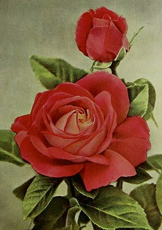 <i>Rosa</i> Margaret McGredy Orange-red hybrid tea rose cultivar