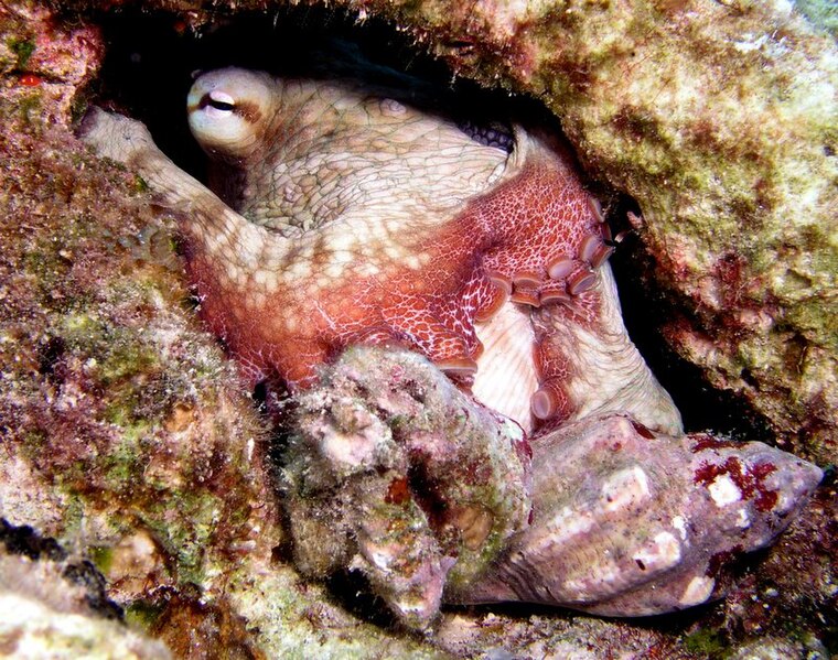 File:Marine Mollusc (50673191561).jpg