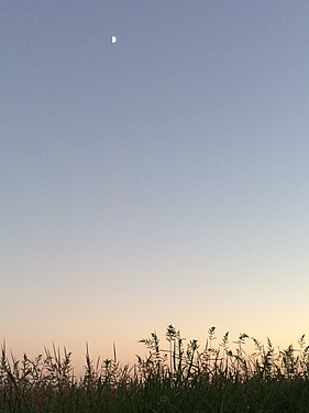 Marshland shadows and moon at sunset in California's Central Valley.