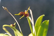 Masdevallia bicolor.jpg