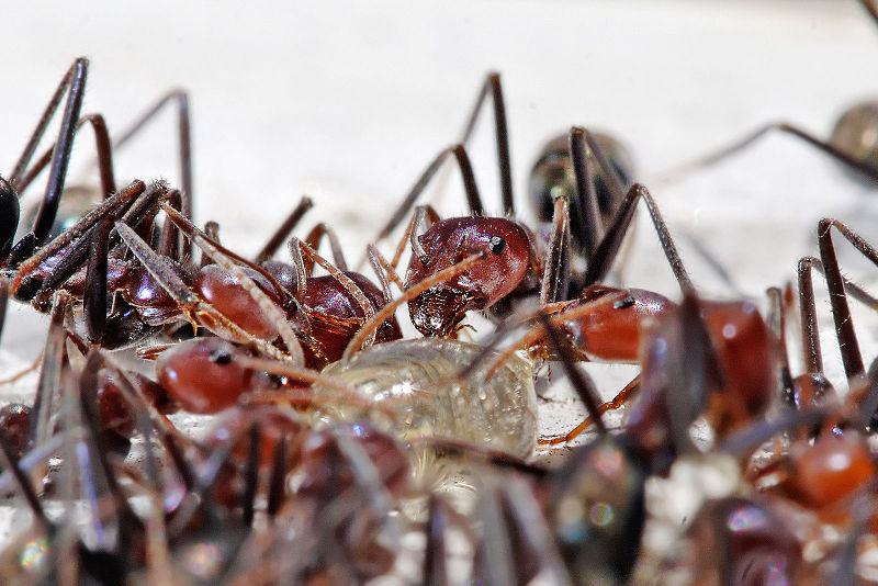 Archivo:Meat eater ants feeding on honey.jpg