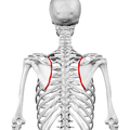 Medial border of scapula01.png