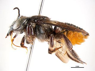 <i>Megachile pictiventris</i> Species of leafcutter bee (Megachile)