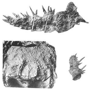 <i>Megalograptus</i> genus of arthropods (fossil)