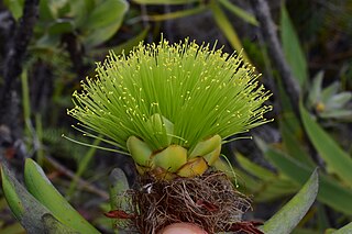 <i>Melaleuca dawsonii</i> Species of shrub