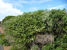 Melaleuca ringens (привычка) .JPG