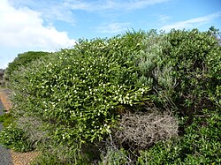 Melaleuca ringens (habit).JPG