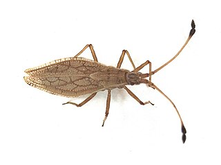 <i>Melanorhopala</i> Genus of true bugs