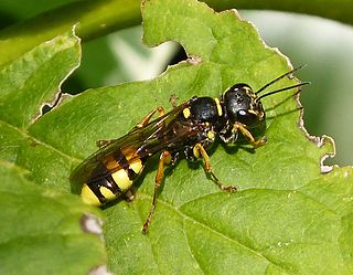 <span class="mw-page-title-main">Mellinidae</span> Family of wasps