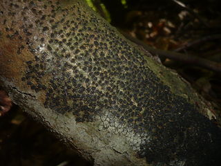 <i>Melogramma</i> Genus of fungi