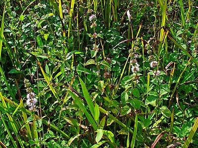 Mentha pulegium Habitus