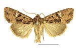 Mesapamea secalis – Specimen