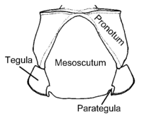 Partial dorsal view of the thorax of Cephalastor estela showing the position of tegulae and parategulae relative to the mesoscutum and pronotum Mesoscutum Cephalastor estela.PNG
