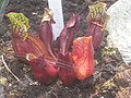 Sarracenia purpurea