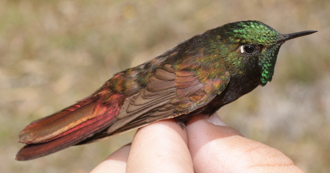 Colibrí de cua metàl·lica daurat