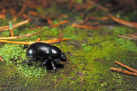 Anoplotrupes stercorosus