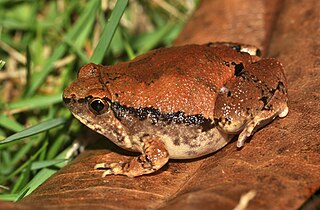 <i>Microhyla rubra</i> species of amphibian