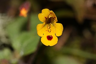 <i>Erythranthe alsinoides</i> Species of flowering plant