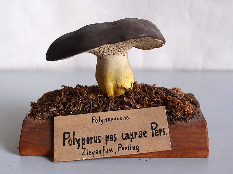 File:Modell von Albatrellus pes-caprae (Polyporus pes caprae, Ziegenfußporling).jpg