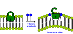 General anaesthetic changes membrane lateral pressure profile which determines conformation of membrane ion channel (green lock) Modern lipid hypothesis of mechanism of general anesthesia.png