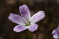 Montia parvifolia