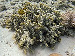 Montipora hispida, Lizard I..jpeg