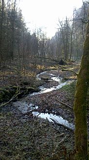 Moosach near Altenburg