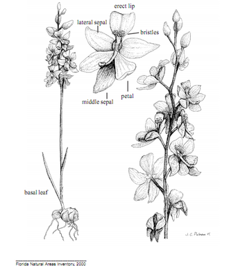 Morphology of Calopogon multiflorus Morphology of Calopogon multiflorus.png