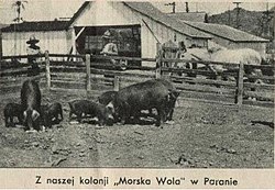 Criação de porcos na colônia Morska Wola, em Cândido de Abreu.