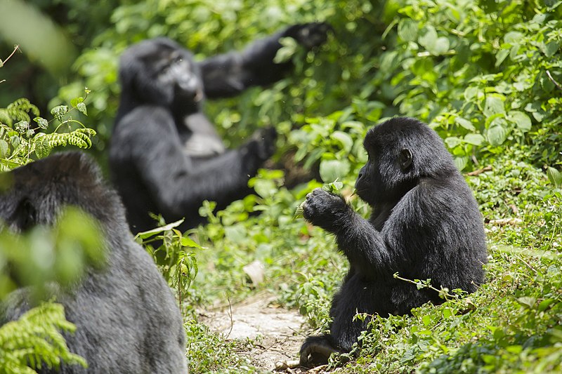 File:Mountain gorilla (Gorilla beringei beringei) 11.jpg