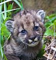 "Mountain_lion_kitten_P-54.jpg" by User:Tillman