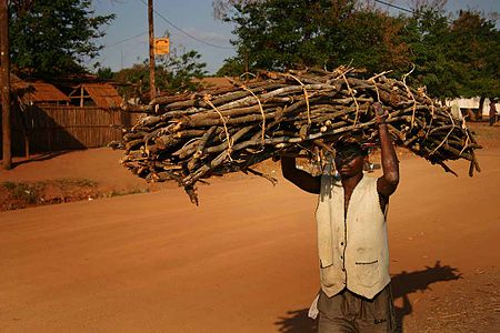 Firewood collector in Mozambique