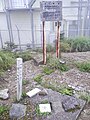 鰐塚山山頂にある一等三角点「鰐ノ塚」