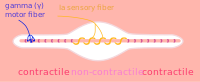 Spierspoeltje (fiber = vezel; contractile = samentrekbaar)