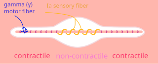 Nuclear chain fiber Specialized sensory organ within a muscle