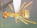 Myrmecocystus mexicanus casent0005421 dorsal 1. jpg