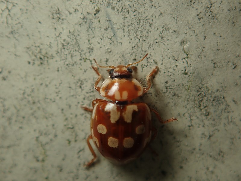 File:Myrrha octodecimguttata 62013699.jpg