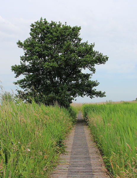 File:Nationaal Park Weerribben-Wieden. Vlonderpad in de Wieden.JPG