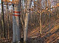 Čeština: Národní přírodní památka Medník nedaleko obce Hradištko pod Medníkem,okres Praha-západ - ČR English: National natural monument Medník near Hradištko pod Medníkem, Prague-West District (Czech Republic)