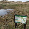Hinweistafel auf Kreuzkröten, Küstendüne bei Southport (England)