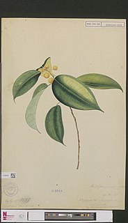 <i>Ficus depressa</i> Species of Asian fig