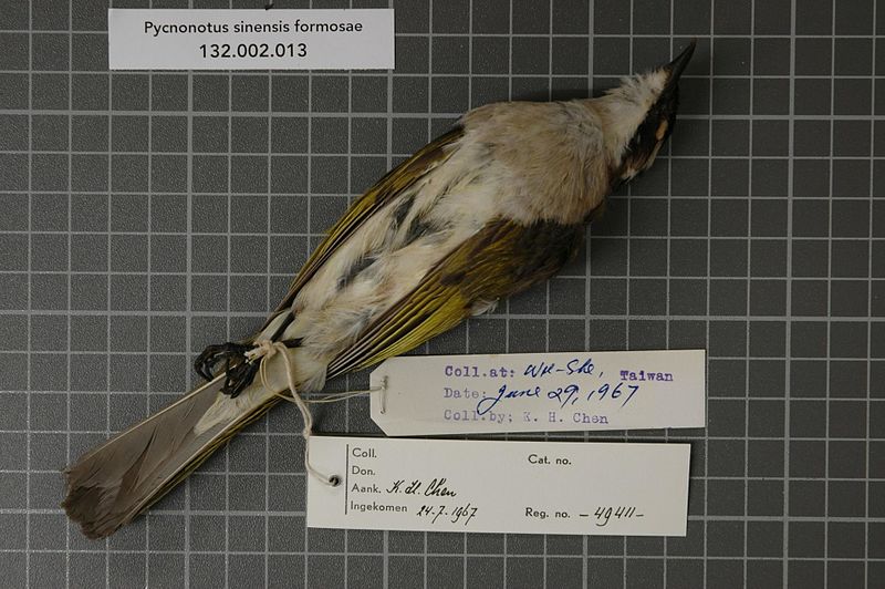 File:Naturalis Biodiversity Center - RMNH.AVES.49411 2 - Pycnonotus sinensis formosae Hartert, 1910 - Pycnonotidae - bird skin specimen.jpeg